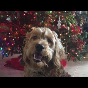 Meet your Posher, Cara